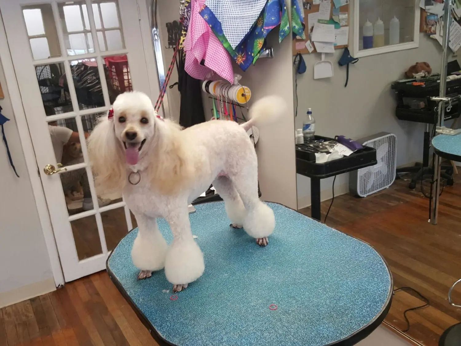 Dog groomed at Blue Bubbles Spa