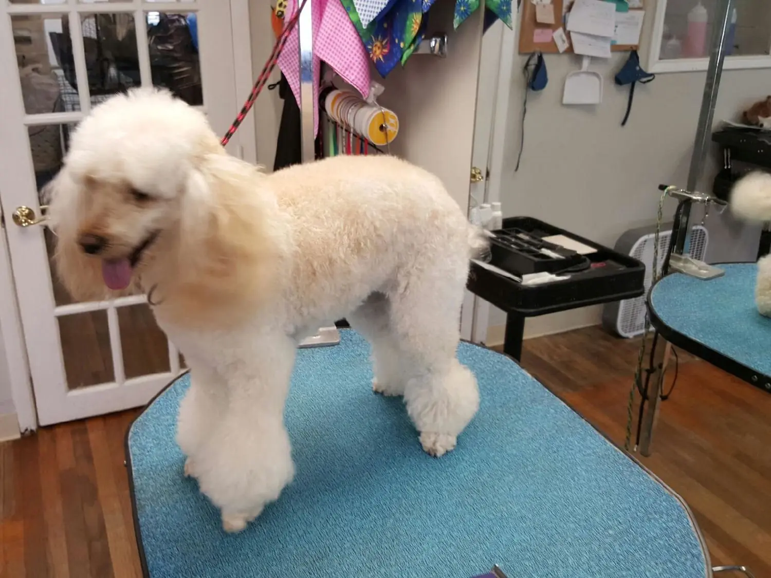 Dog groomed at Blue Bubbles Spa