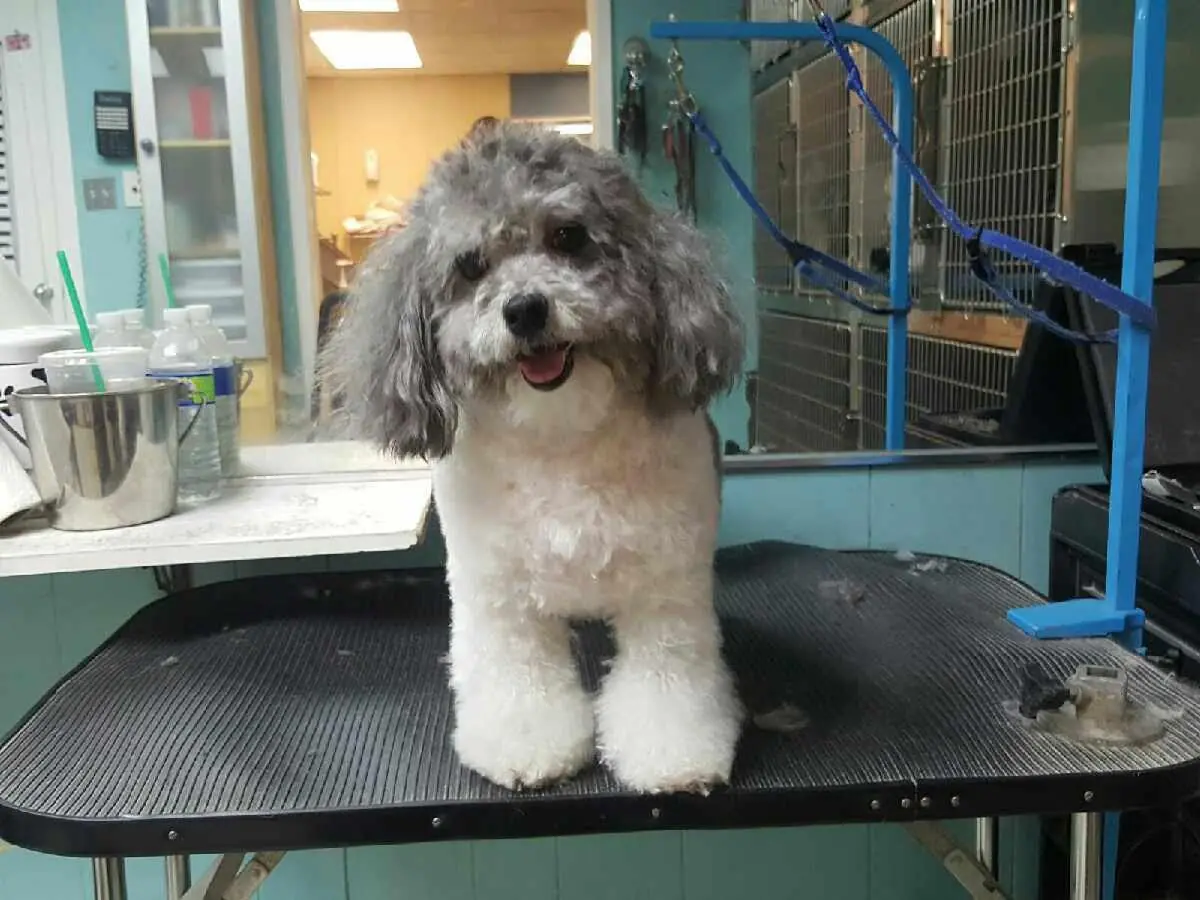 Dog groomed at Blue Bubbles Spa