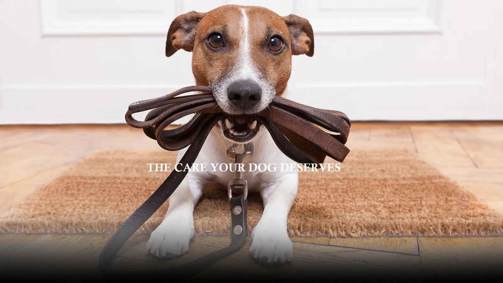 Dogs at Blue Bubbles Spa daycare