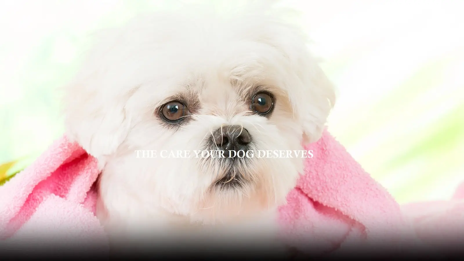Puppy at Blue Bubbles Spa