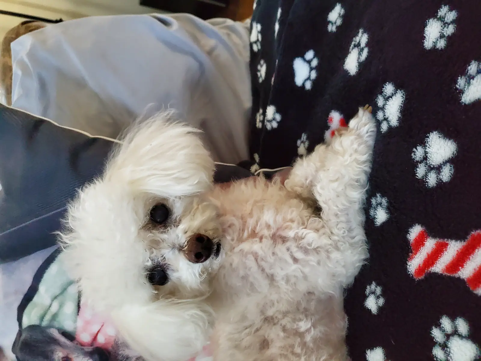 Chanel, our white toy poodle