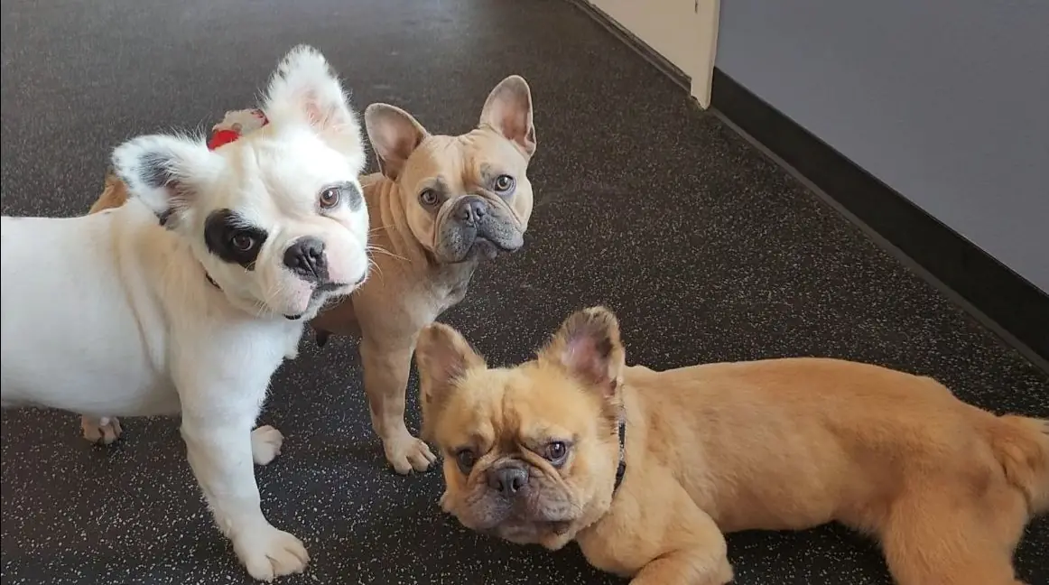 Dog groomed at Blue Bubbles Spa