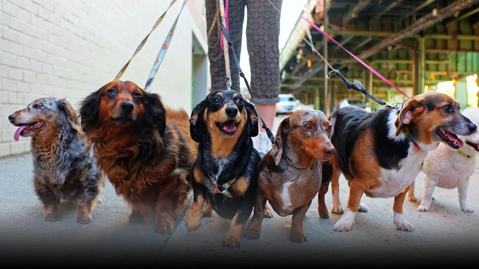 Dog groomed at Blue Bubbles Spa