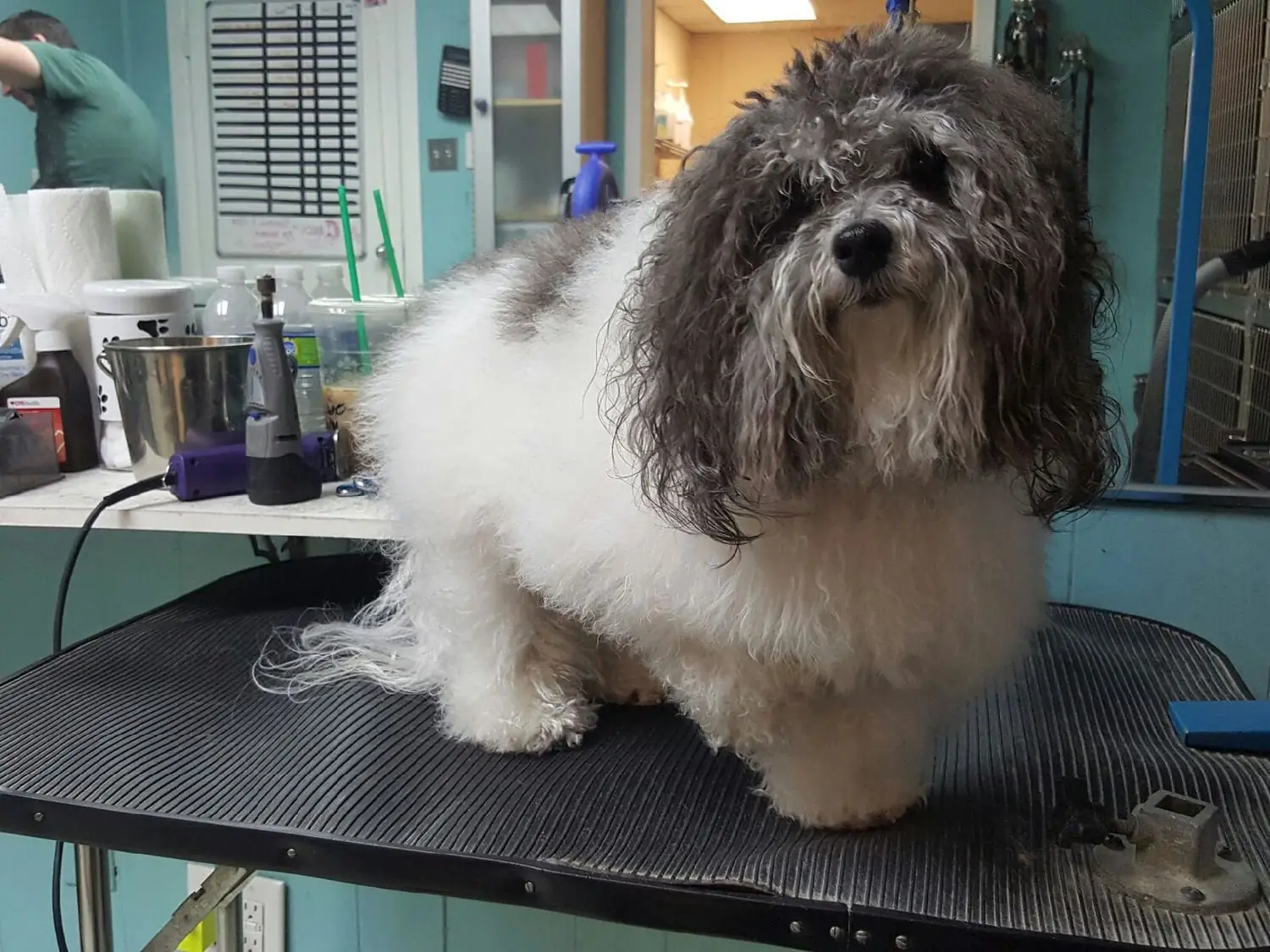 Dog groomed at Blue Bubbles Spa