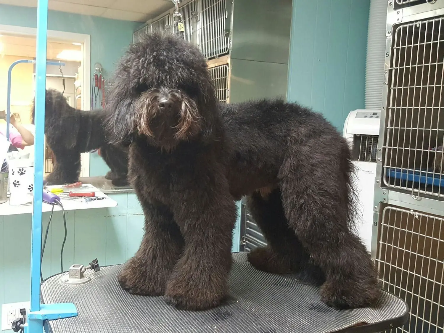 Dog groomed at Blue Bubbles Spa