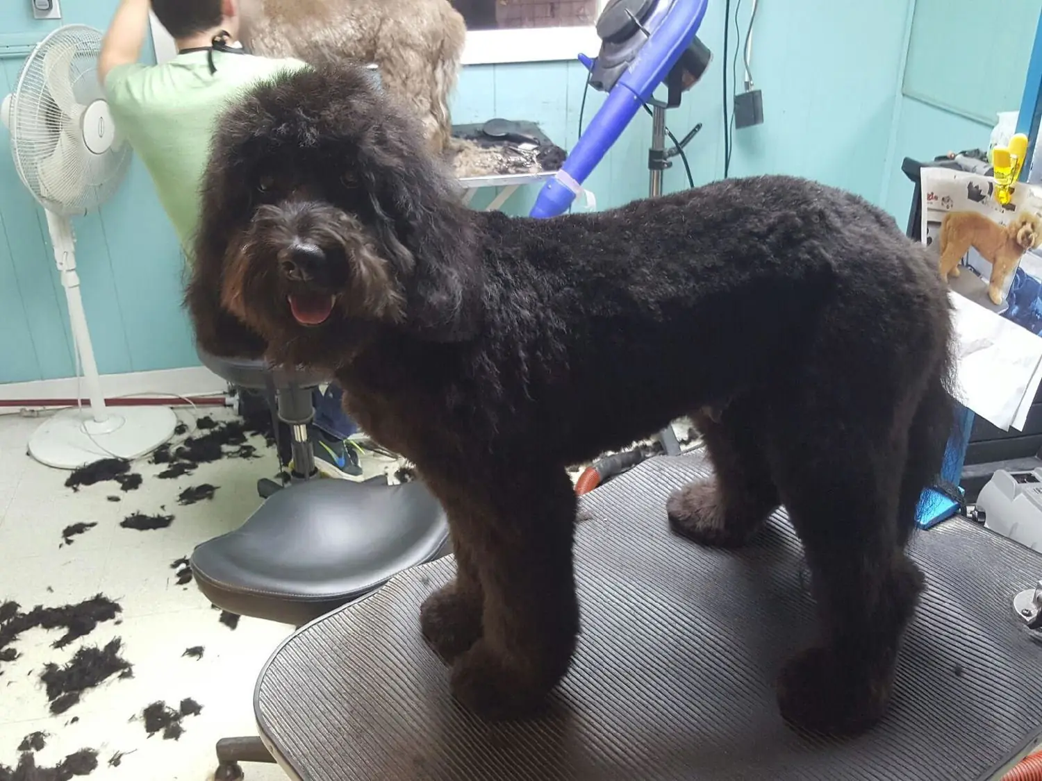 Dog groomed at Blue Bubbles Spa