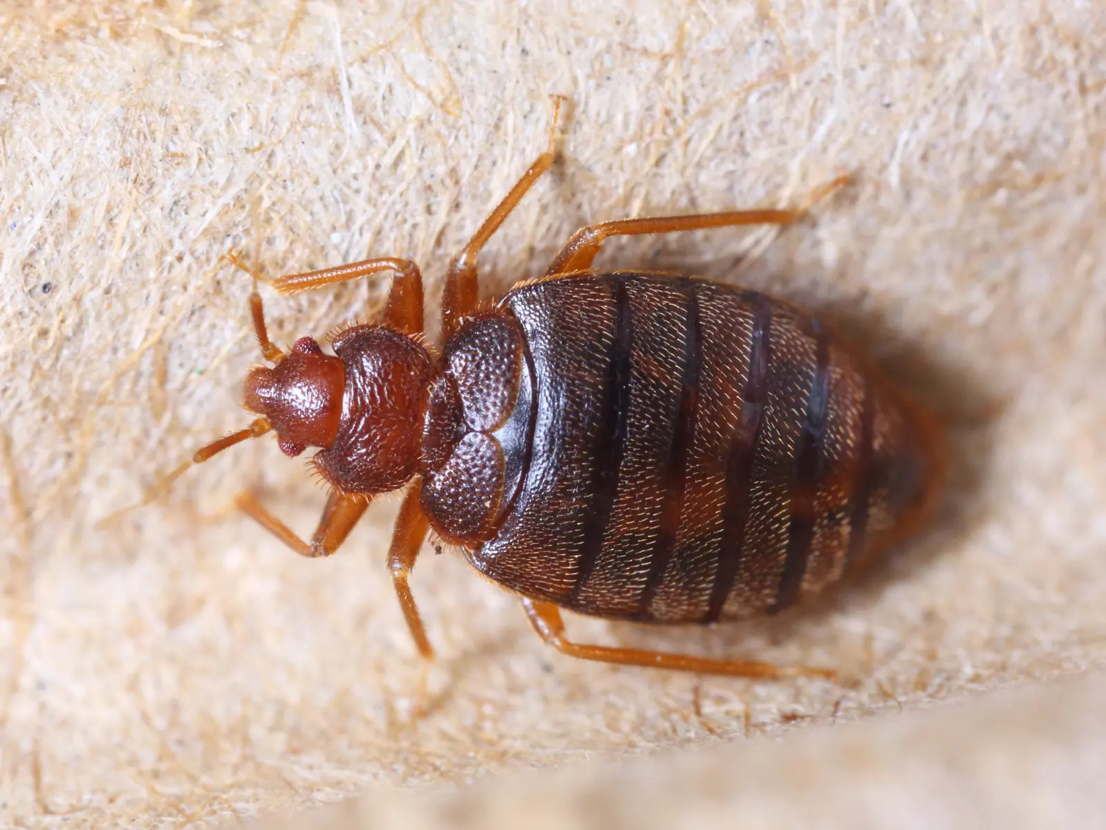 Bed Bug Eradication