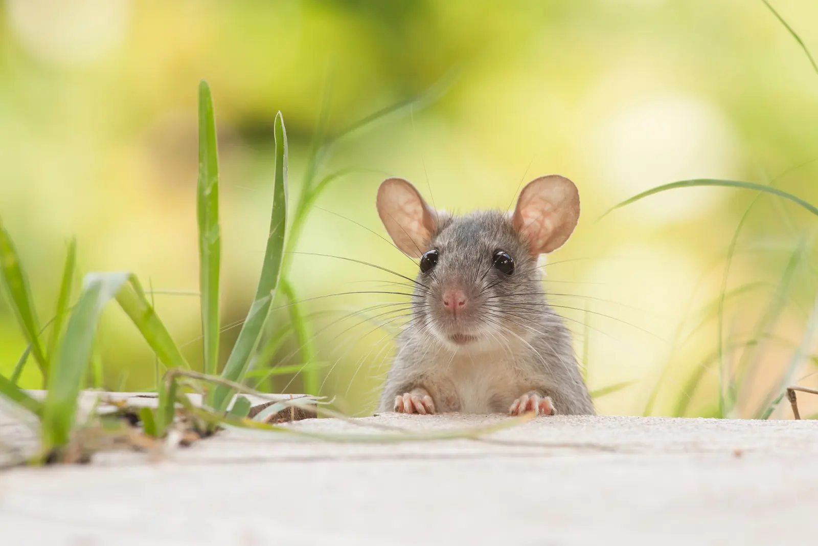 Rodent Removal