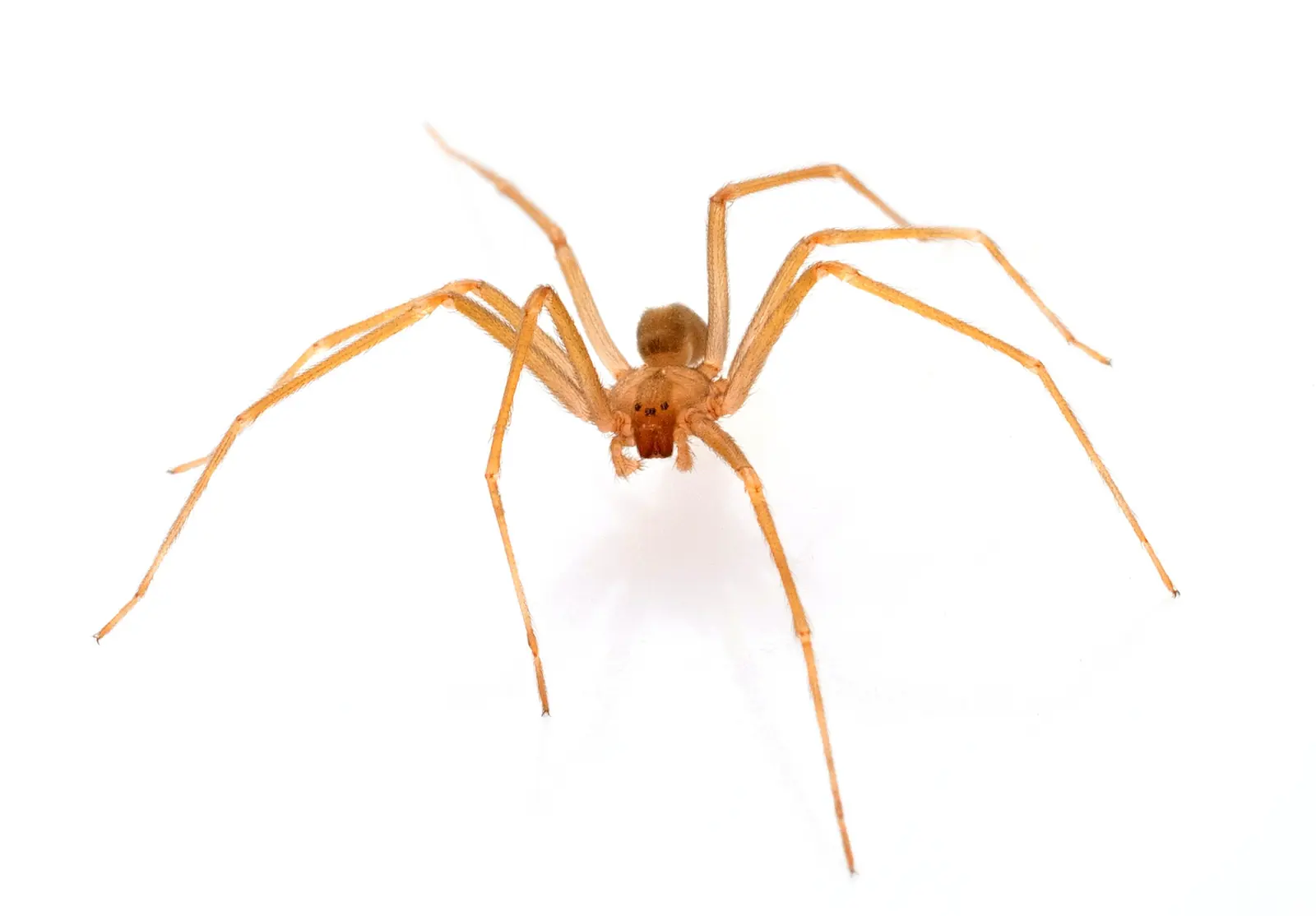 Brown Recluse Service