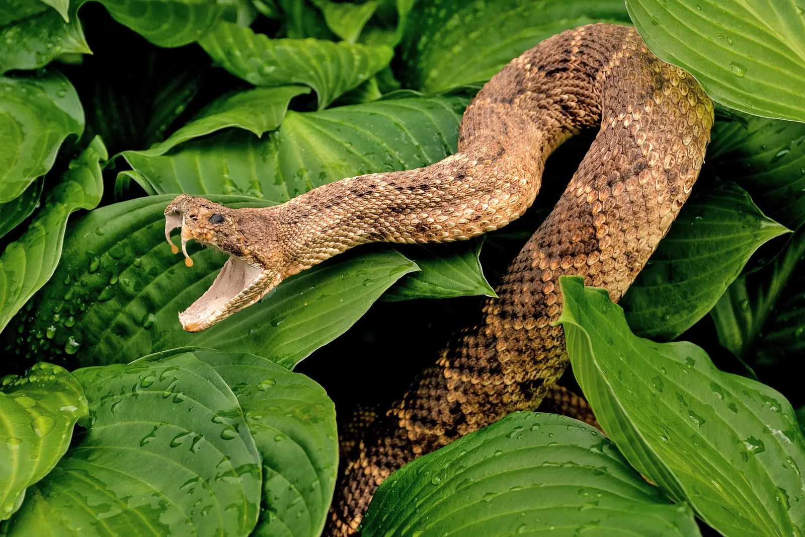 Snake Control