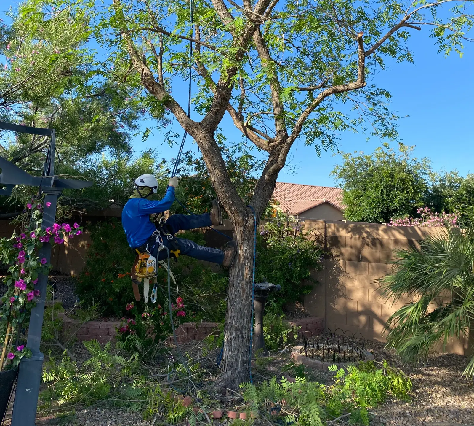Crew member trimming a tree
