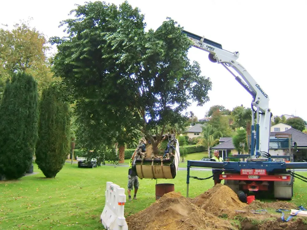 Crane removing a large tree