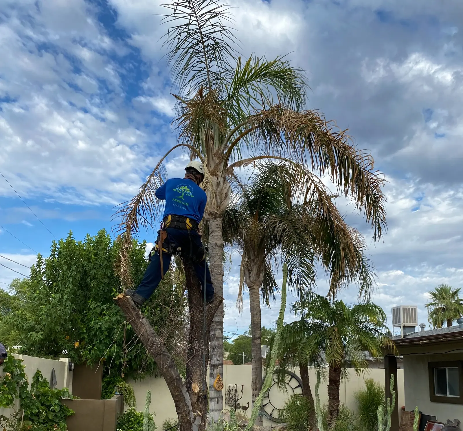 Premium Tree Care arborist trimming a palm tree