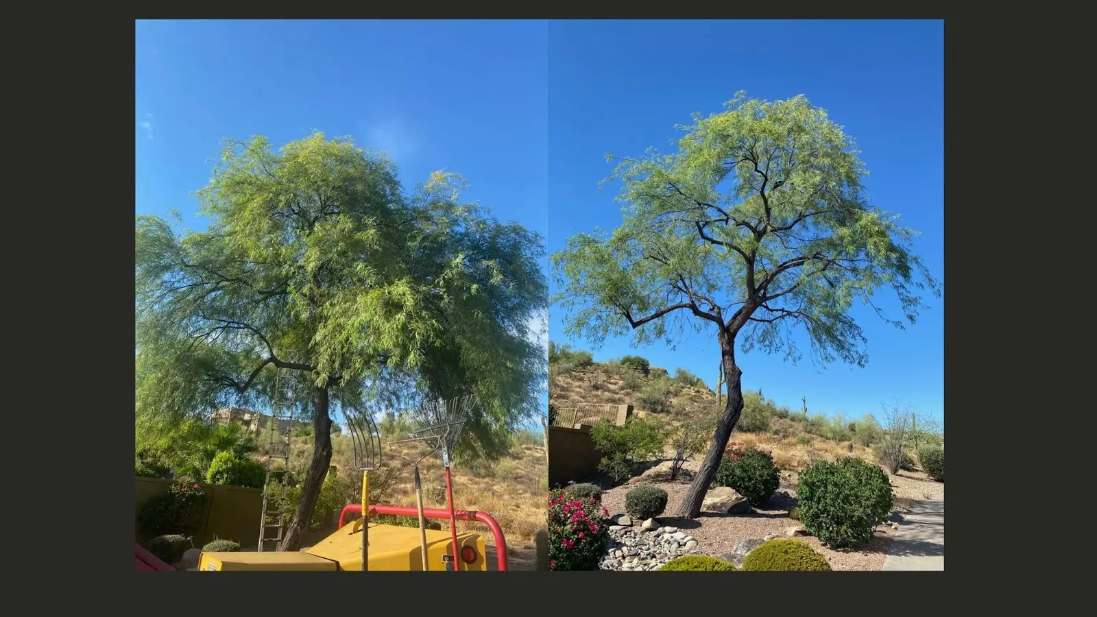 Tree work by Premium Tree Care
