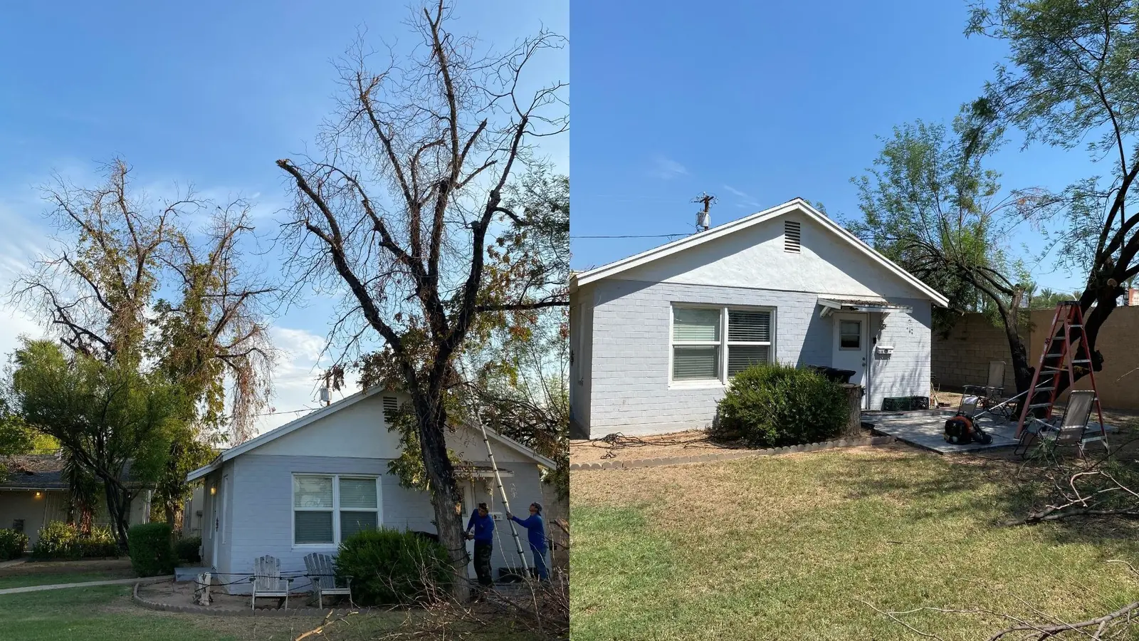 Tree work by Premium Tree Care