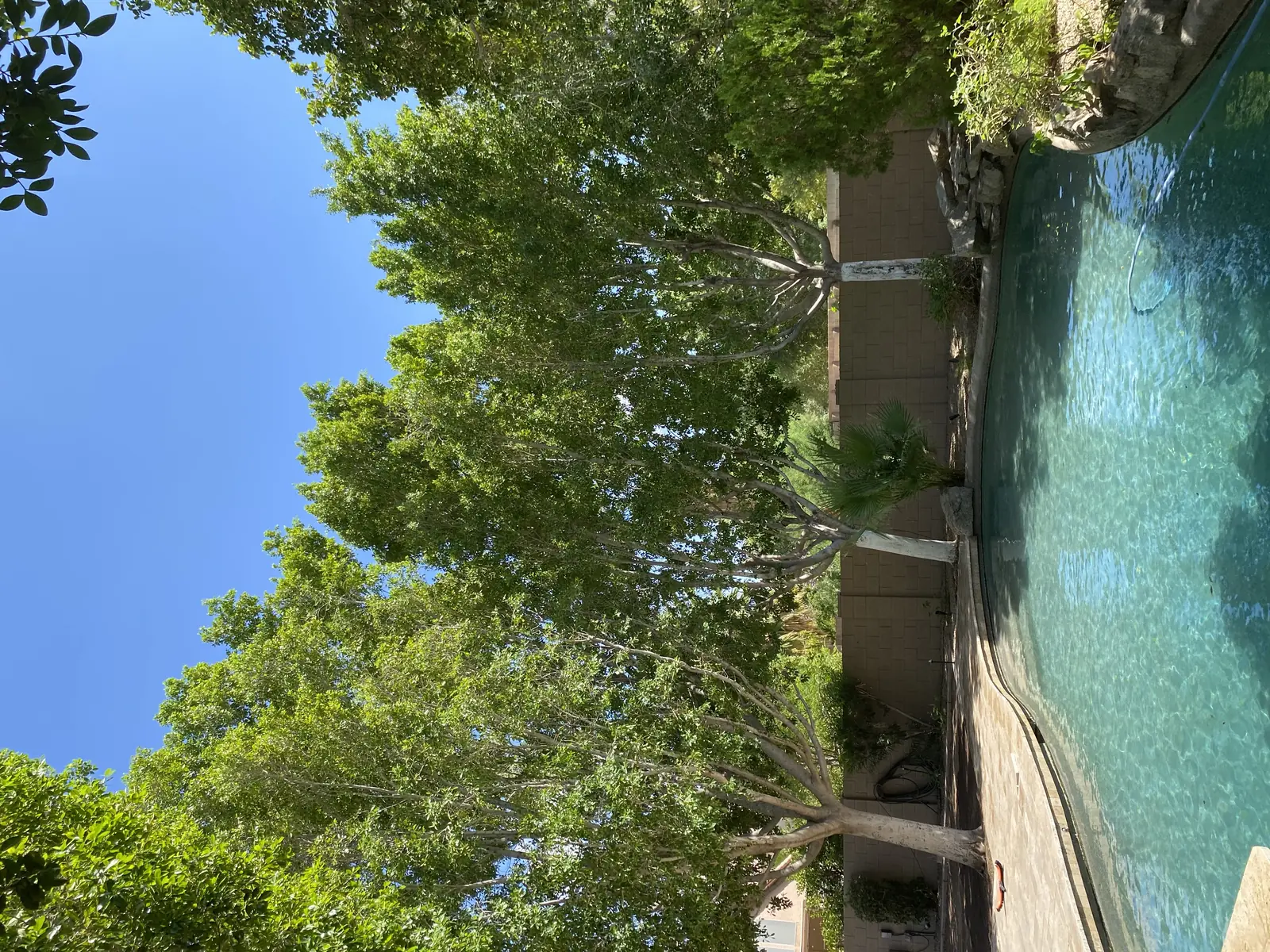 Tree work by Premium Tree Care